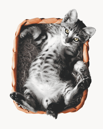 Cute cat in basket  | Free Photo - rawpixel