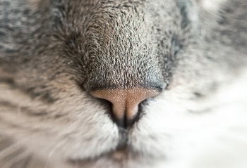 Cute Cat Nose Free Photo 