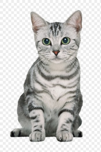Cute cat png clipart, American | Free PNG - rawpixel