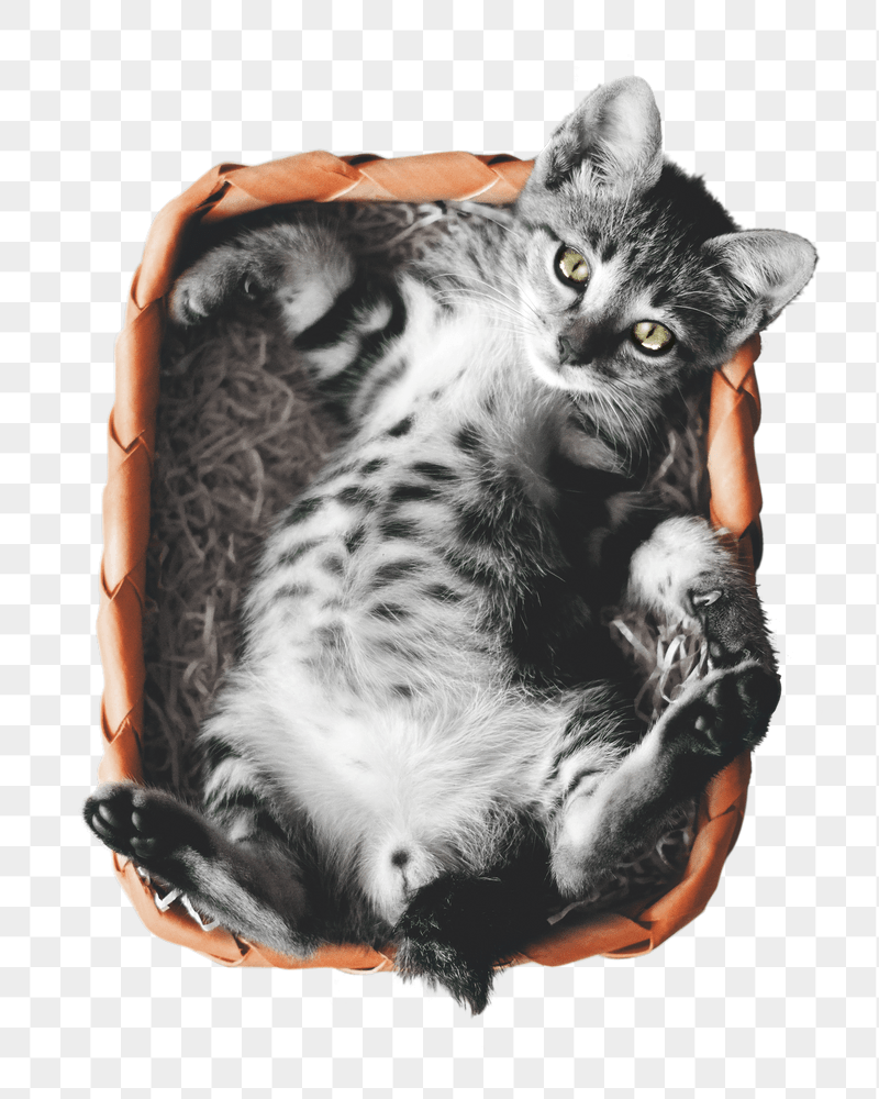 Cute cat png pet sticker, | Free PNG - rawpixel