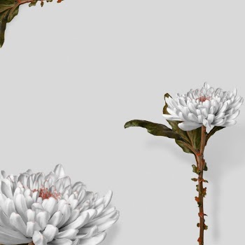 Cute chrysanthemum flower aesthetic frame | Free Photo - rawpixel
