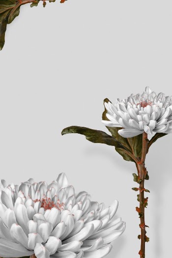 Cute chrysanthemum flower aesthetic frame | Free Photo - rawpixel