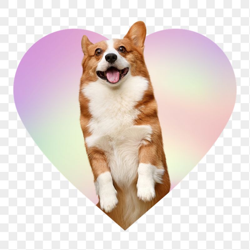 Cute Corgi dog png, heart | Free PNG - rawpixel