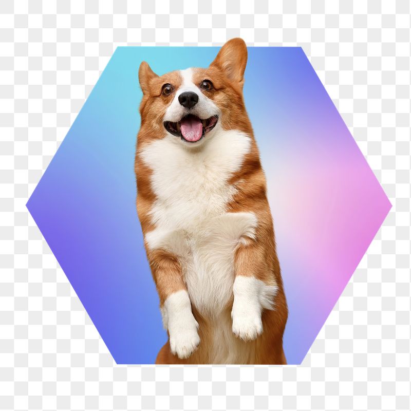 Cute Corgi dog png, hexagon | Free PNG - rawpixel