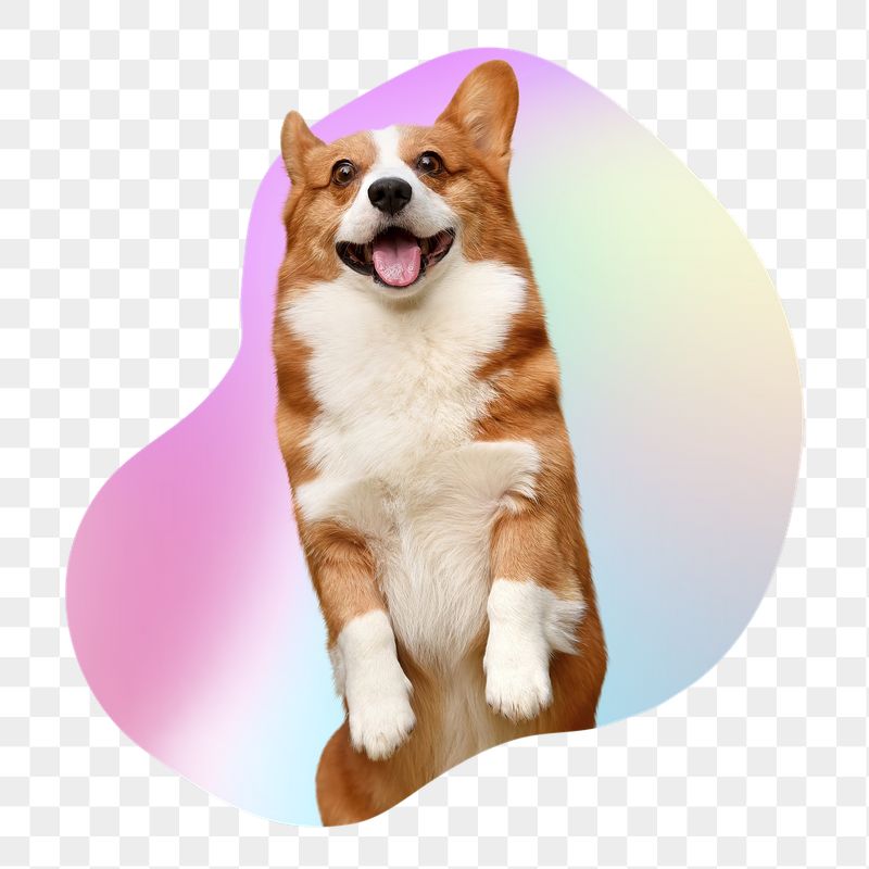 Cute Corgi dog png, transparent | Free PNG - rawpixel