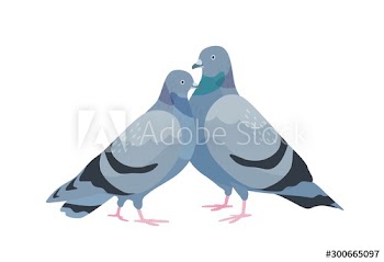 Cute couple of pigeons