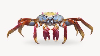 Cute crab desktop wallpaper, white | Free Photo - rawpixel