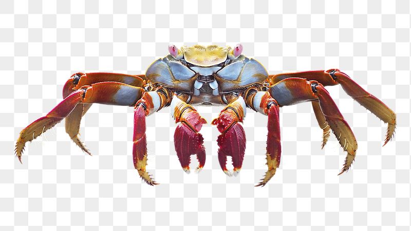 Cute crab png sticker, transparent | Free PNG - rawpixel