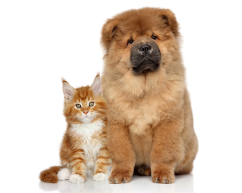 Cute Dog and Kitten Background | Gallery Yopriceville - High ...