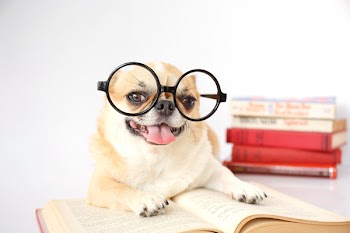 Cute dog in eyeglasses reading a book on  white background.
