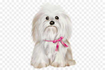 cute dog png download - 600*600 - Free Transparent Maltese Dog png ...