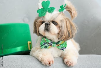 Cute dog with green hat on armchair. St. Patrick's Day celebration