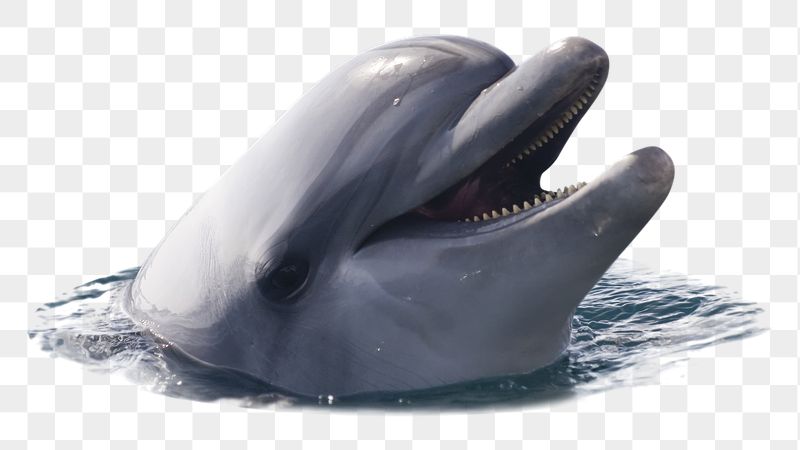 Cute dolphin png sticker, animal, | Free PNG - rawpixel