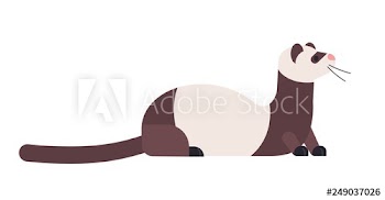 Cute domestic ferret or wild polecat