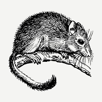 Cute dormouse drawing, vintage illustration | Free PSD - rawpixel