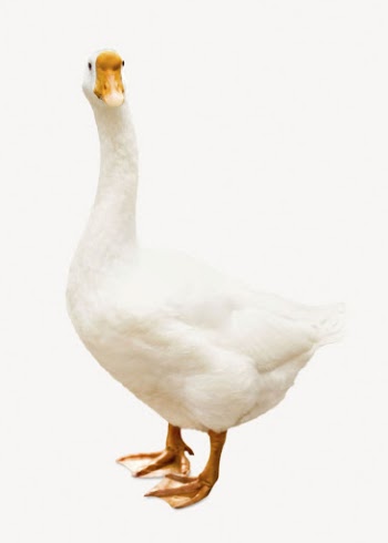 Cute duck isolated on white, | Free PSD - rawpixel