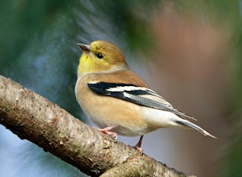 Cute Finch.jpg
