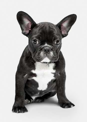 Cute French bulldog puppy sitting, | Free Photo - rawpixel