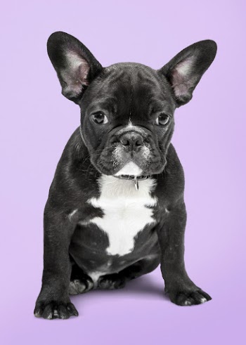 Cute French bulldog puppy sitting, | Free Photo - rawpixel