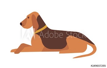 Cute funny lovely dog lying and resting on floor isolated on white background