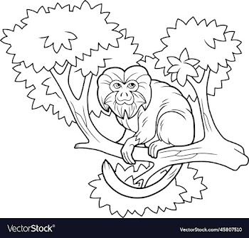cute funny monkey