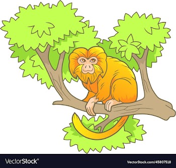 cute funny monkey