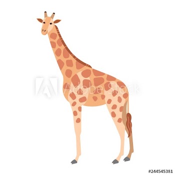 Cute giraffe isolated on white background