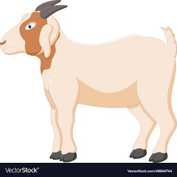 cute goat cartoon isolated on white