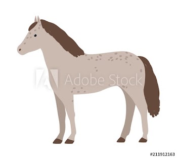 Cute grey horse isolated on white background