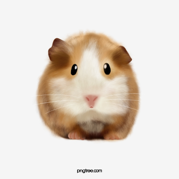 Cute Hamster, Cute Clipart, Hamster Clipart, Yellow PNG ...