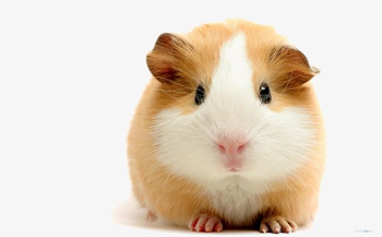 Cute Hamster PNG, Clipart, Belly, Cute Clipart, Hamster Clipart ...