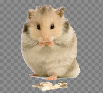 Cute Hamster PNG Photo | PNG Arts