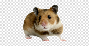 Cute Hamster PNG Transparent Image | PNG Arts