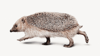 Cute hedgehog collage element, animal | Free PSD - rawpixel