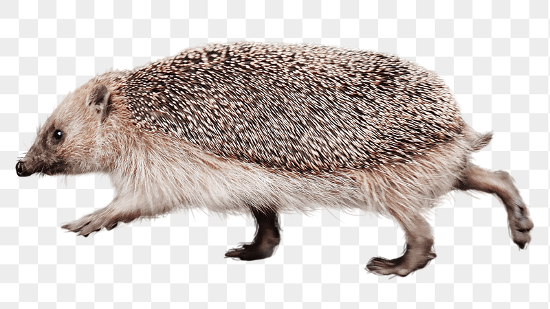 Cute hedgehog png sticker, transparent | Free PNG - rawpixel