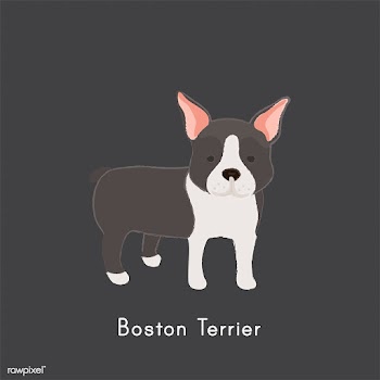 Cute illustration of a boston terrier dog | Free stock vector - 60422
