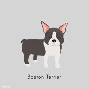Cute illustration of a boston terrier dog | Free stock vector - 60445