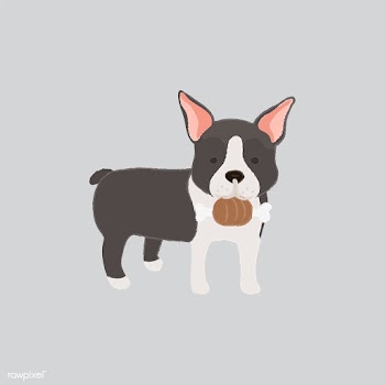 Cute illustration of a boston terrier dog | Free stock vector - 60564