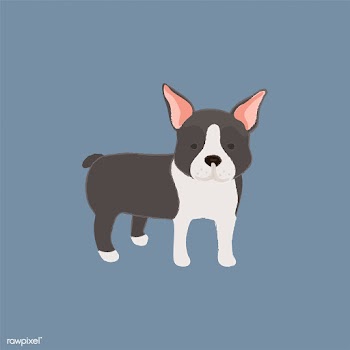 Cute illustration of a boston terrier dog | Free stock vector - 60576