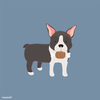 Cute illustration of a boston terrier dog | Free stock vector - 60585