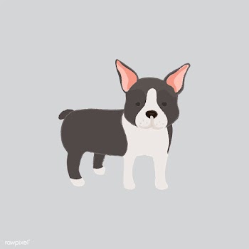 Cute illustration of a boston terrier dog | Free stock vector - 60609