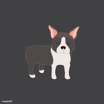 Cute illustration of a boston terrier dog | Free stock vector - 60623