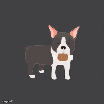 Cute illustration of a boston terrier dog | Free stock vector - 60643