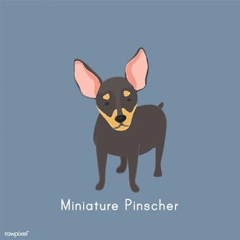 Cute illustration of a chihuahua dog | Free stock vector - 60417