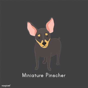 Cute illustration of a chihuahua dog | Free stock vector - 60484