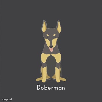 Cute illustration of a doberman dog | Free stock vector - 60482