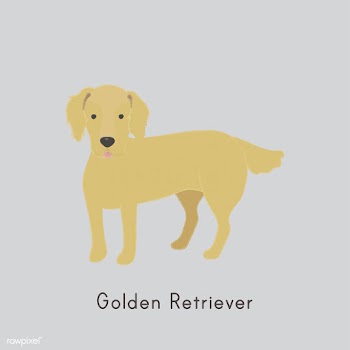 Cute illustration of a golden retriever dog | Free stock vector - 60454
