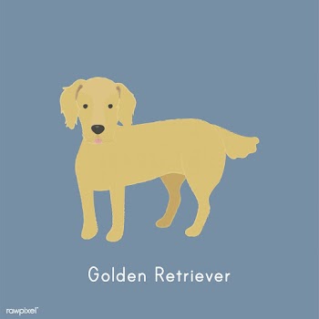 Cute illustration of a golden retriever dog | Free stock vector - 60464