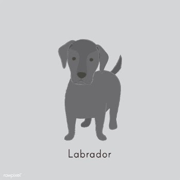 Cute illustration of a labrador dog | Free stock vector - 60410