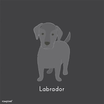 Cute illustration of a labrador dog | Free stock vector - 60483